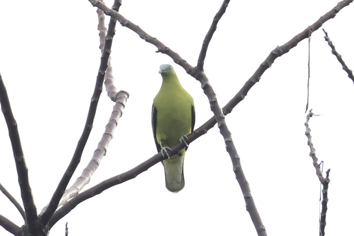 Philippine Green-Pigeon - ML638015727