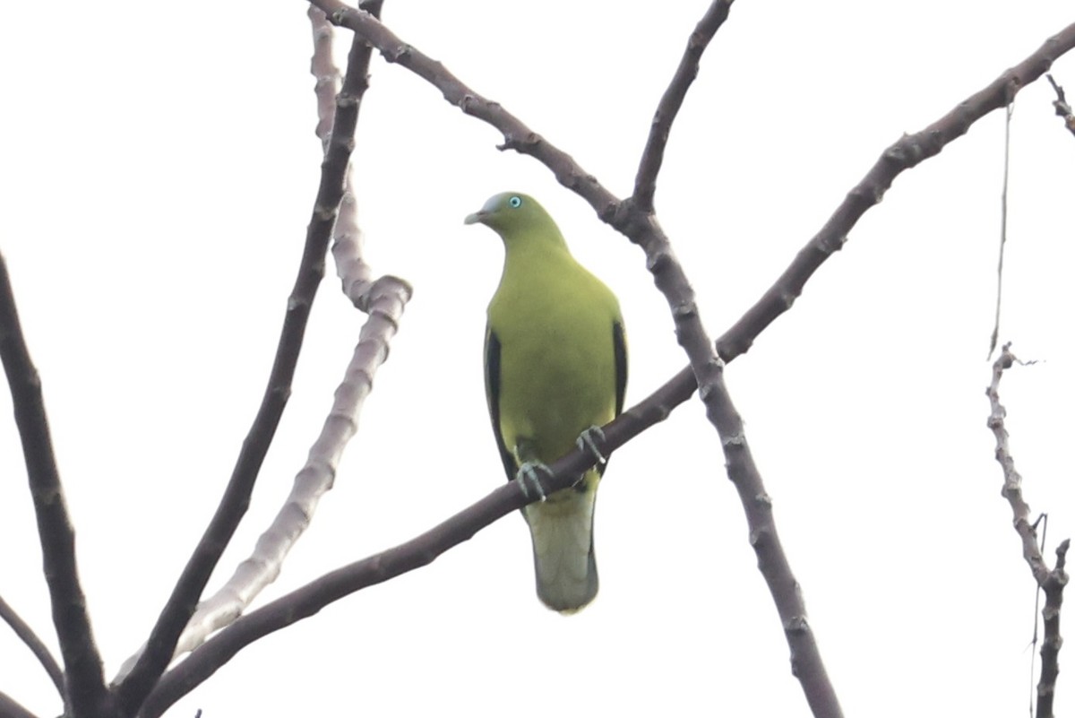 Philippine Green-Pigeon - ML638015728