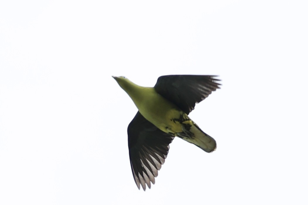Philippine Green-Pigeon - ML638015729
