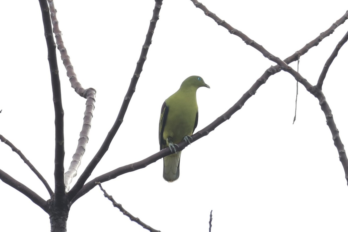 Philippine Green-Pigeon - ML638015730