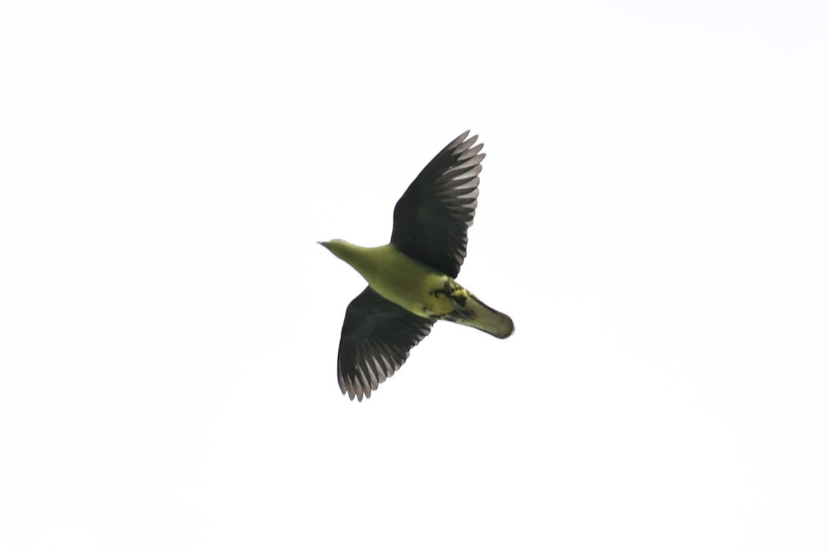 Philippine Green-Pigeon - ML638015731