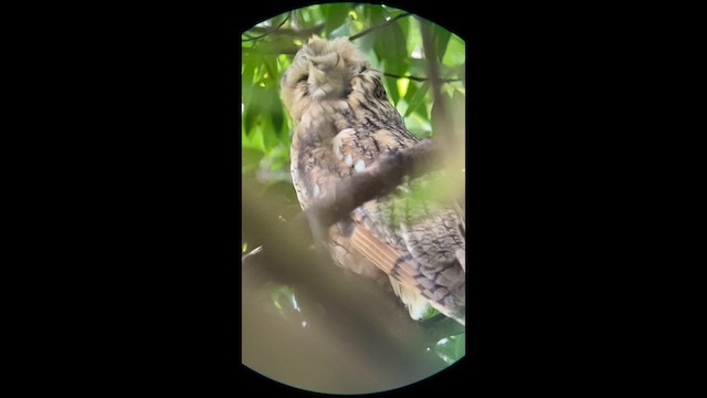 Búho Chico - ML638015732