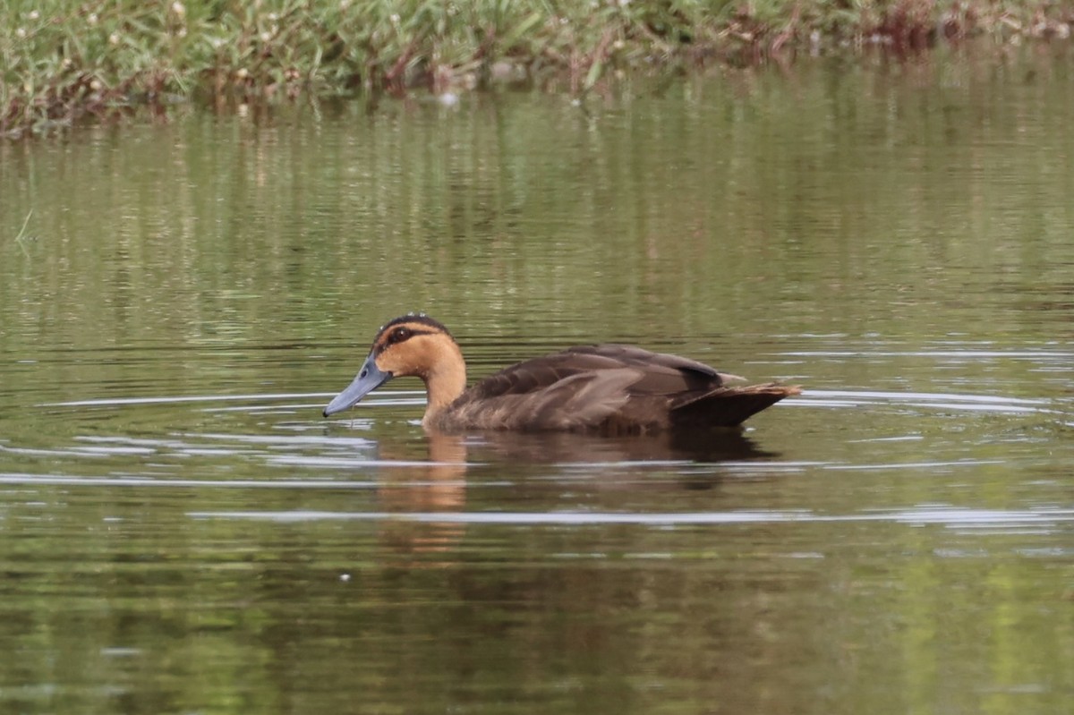 Philippine Duck - ML638015746