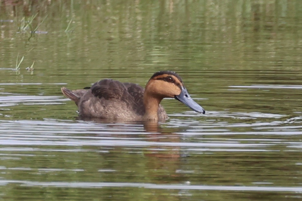 Philippine Duck - ML638015747