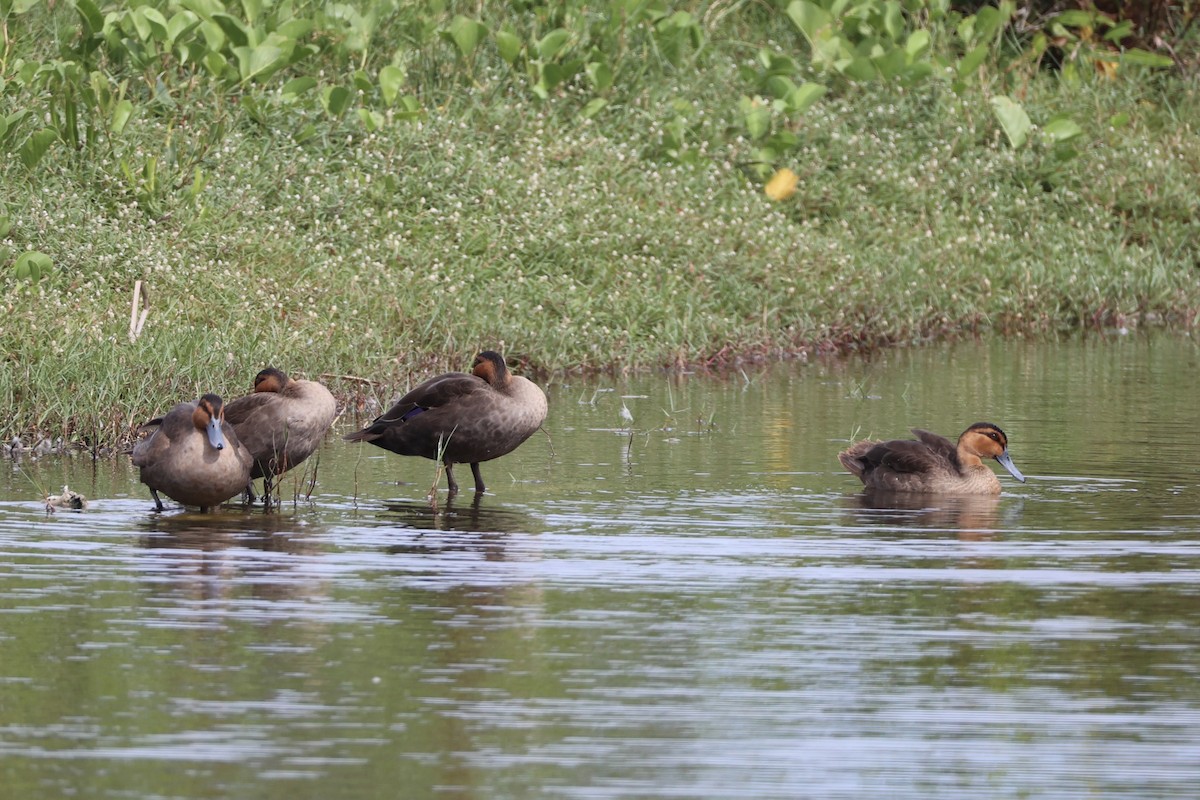 Philippine Duck - ML638015748