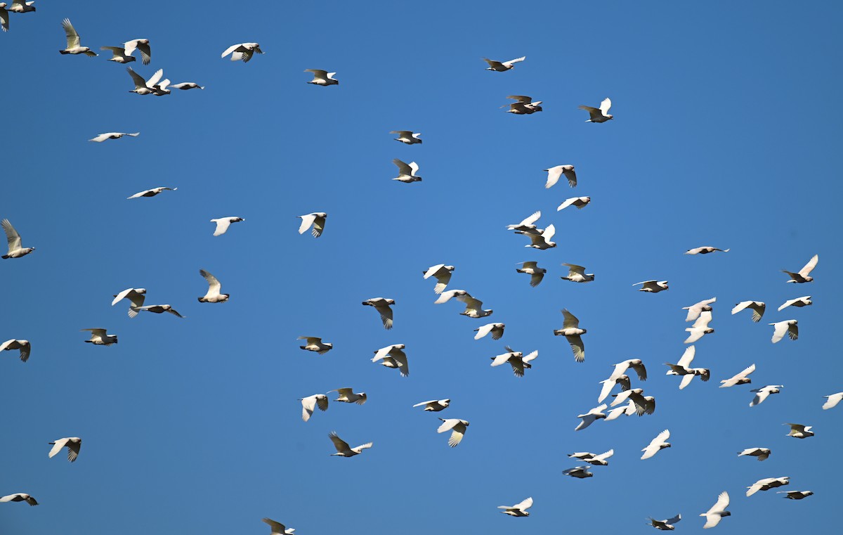 Long-billed Corella - ML638015754