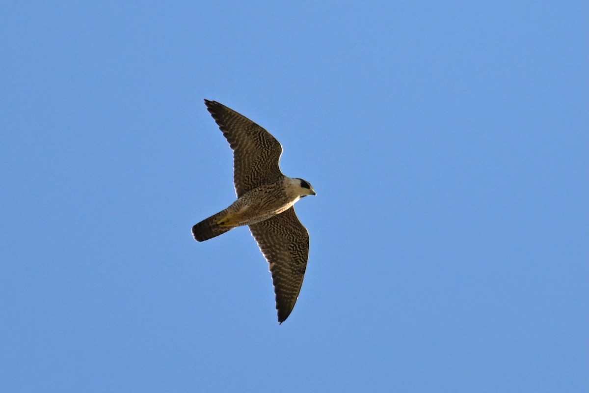 Peregrine Falcon (Australian) - ML638015766
