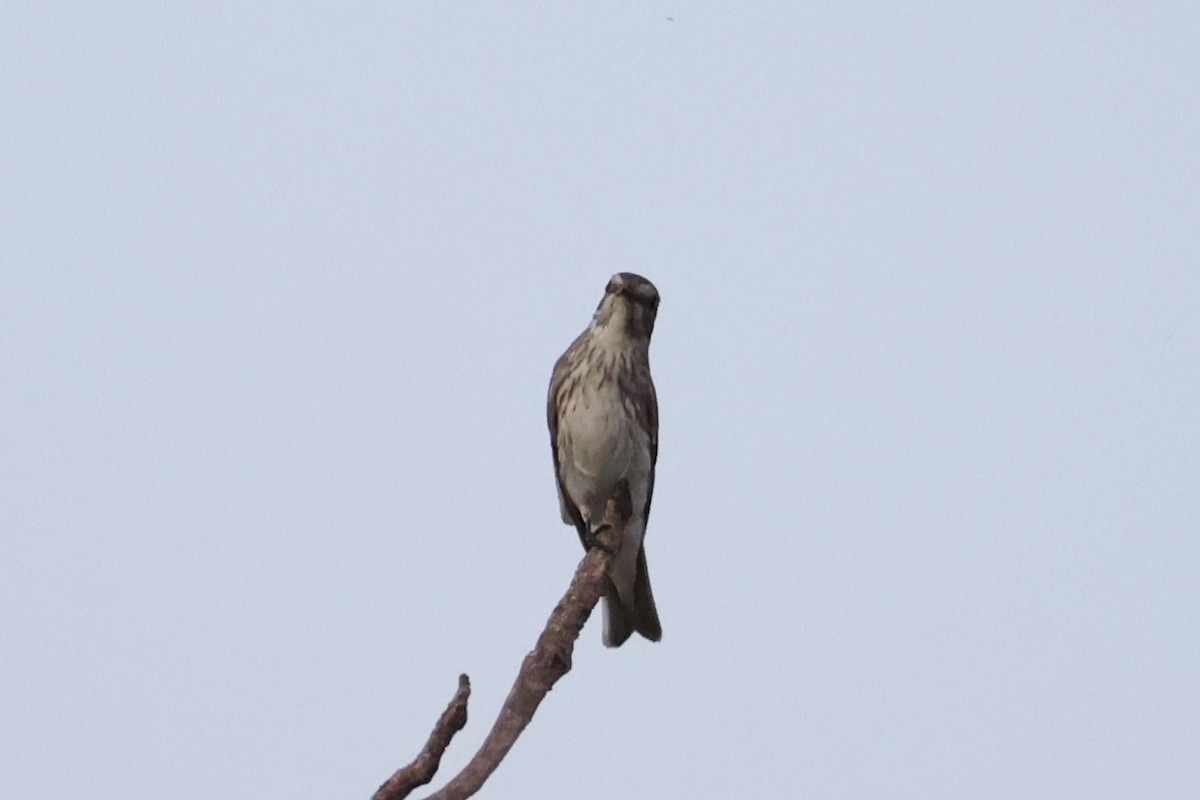 Gray-streaked Flycatcher - ML638015784