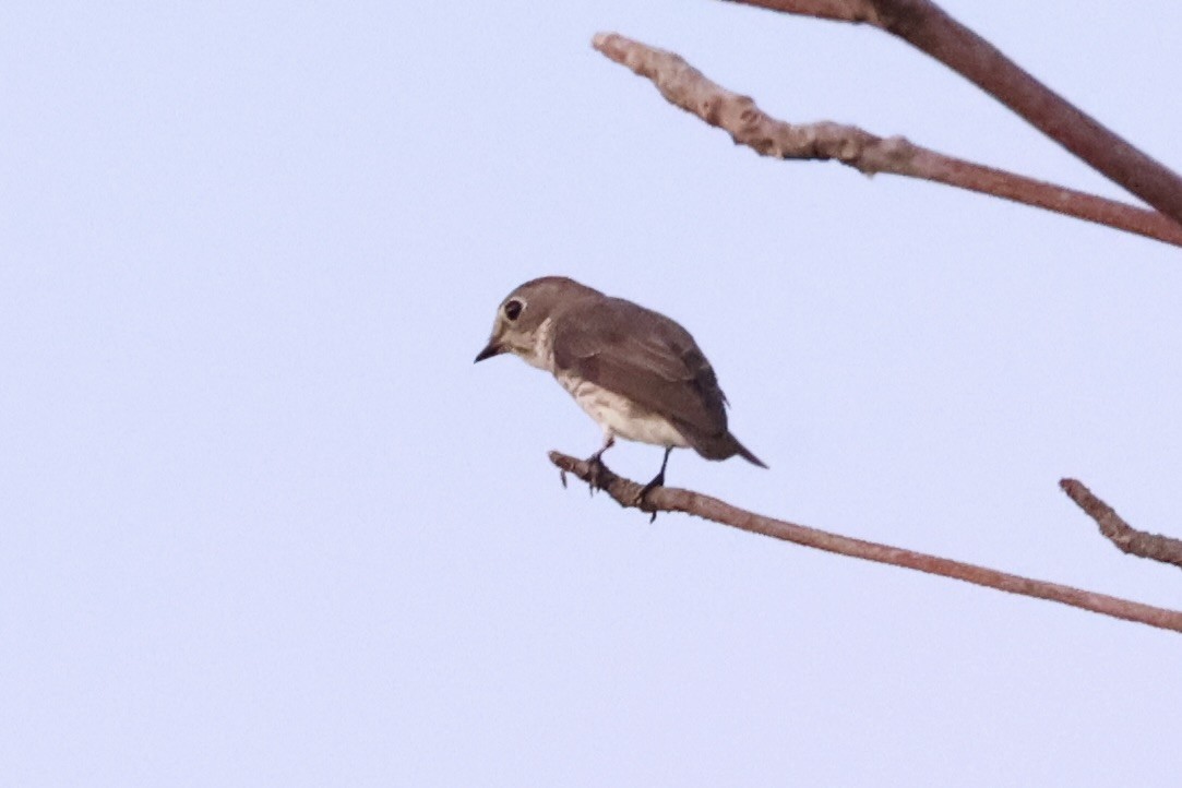 Gray-streaked Flycatcher - ML638015788