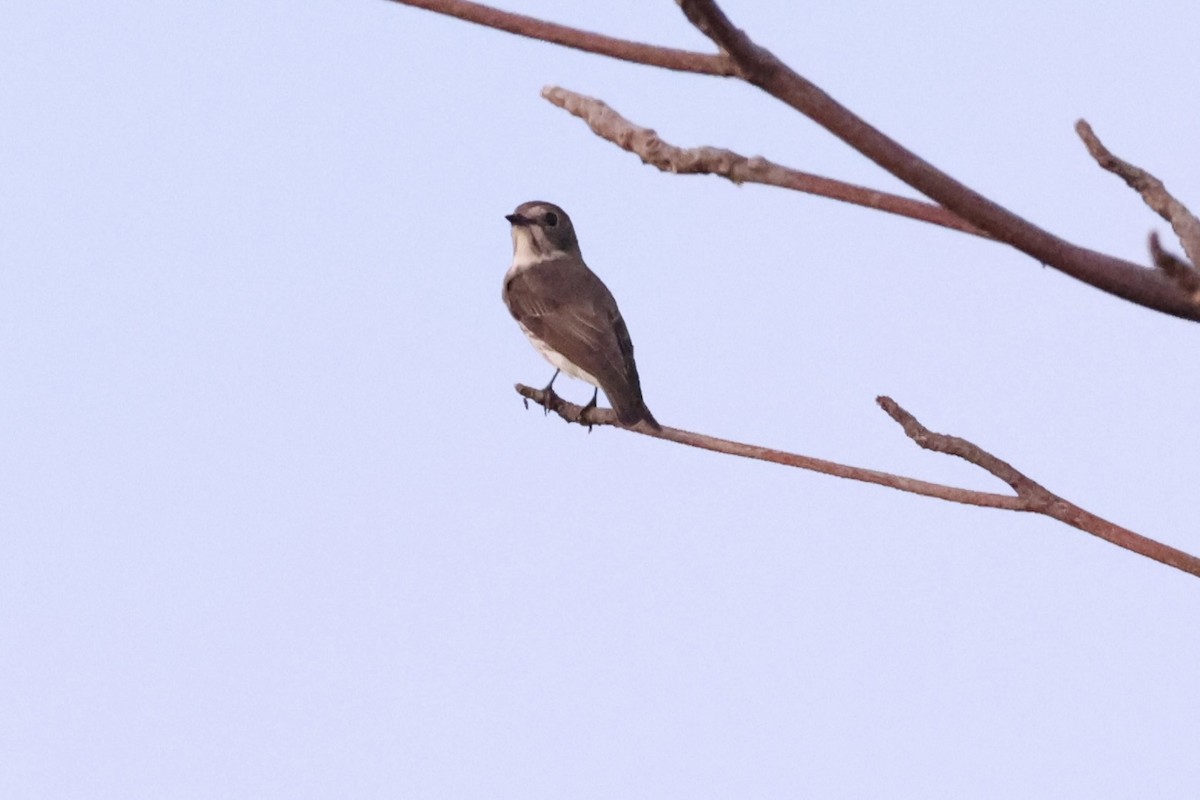 Gray-streaked Flycatcher - ML638015789