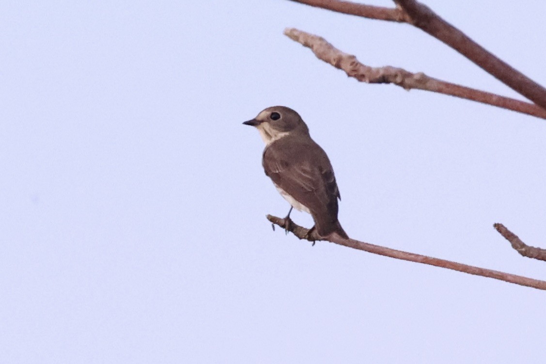 Gray-streaked Flycatcher - ML638015790