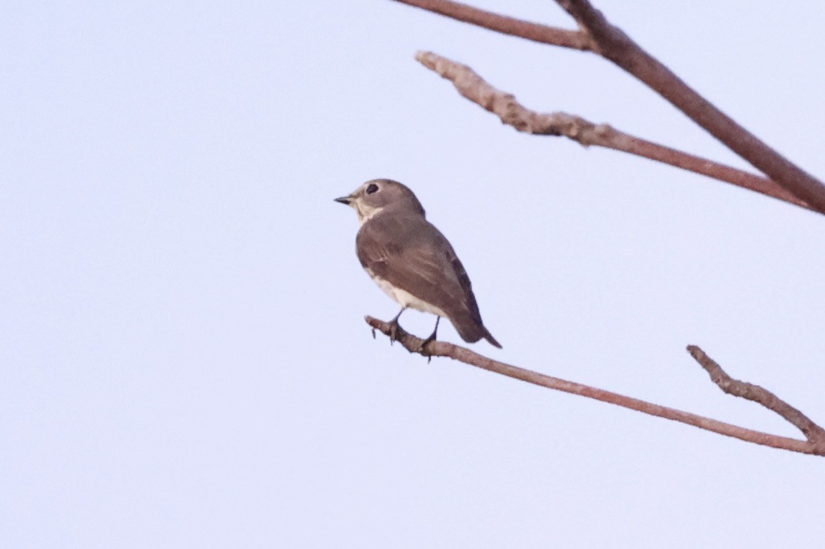 Gray-streaked Flycatcher - ML638015791