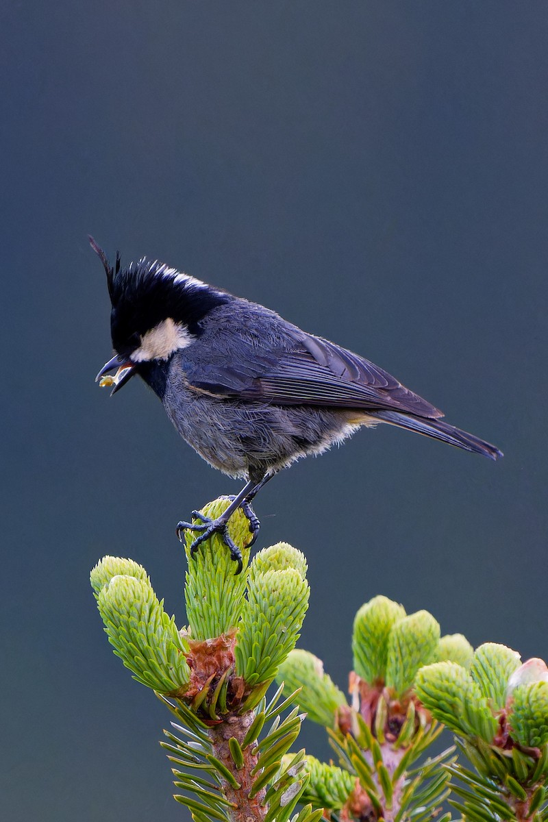 Rufous-vented Tit - ML638015825