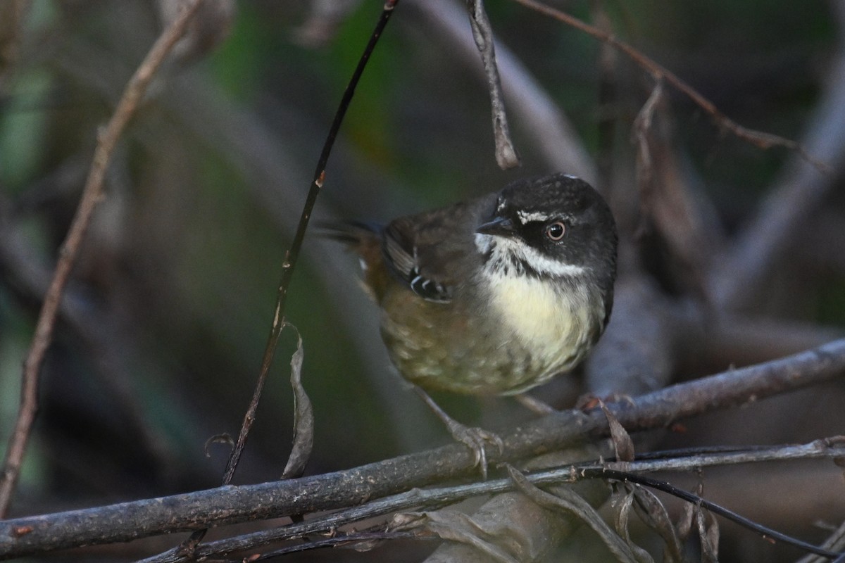 White-browed Scrubwren - ML638015828