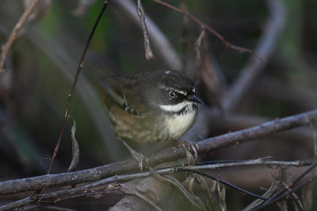 White-browed Scrubwren - ML638015829