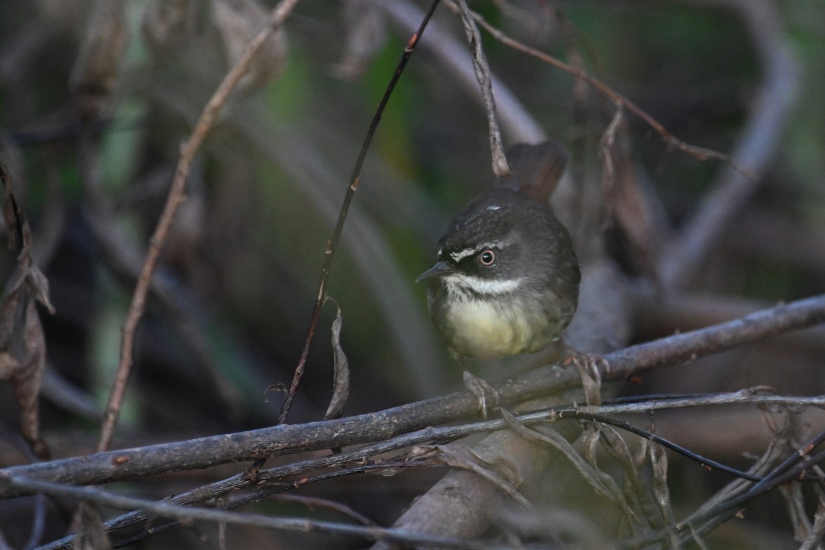 White-browed Scrubwren - ML638015830