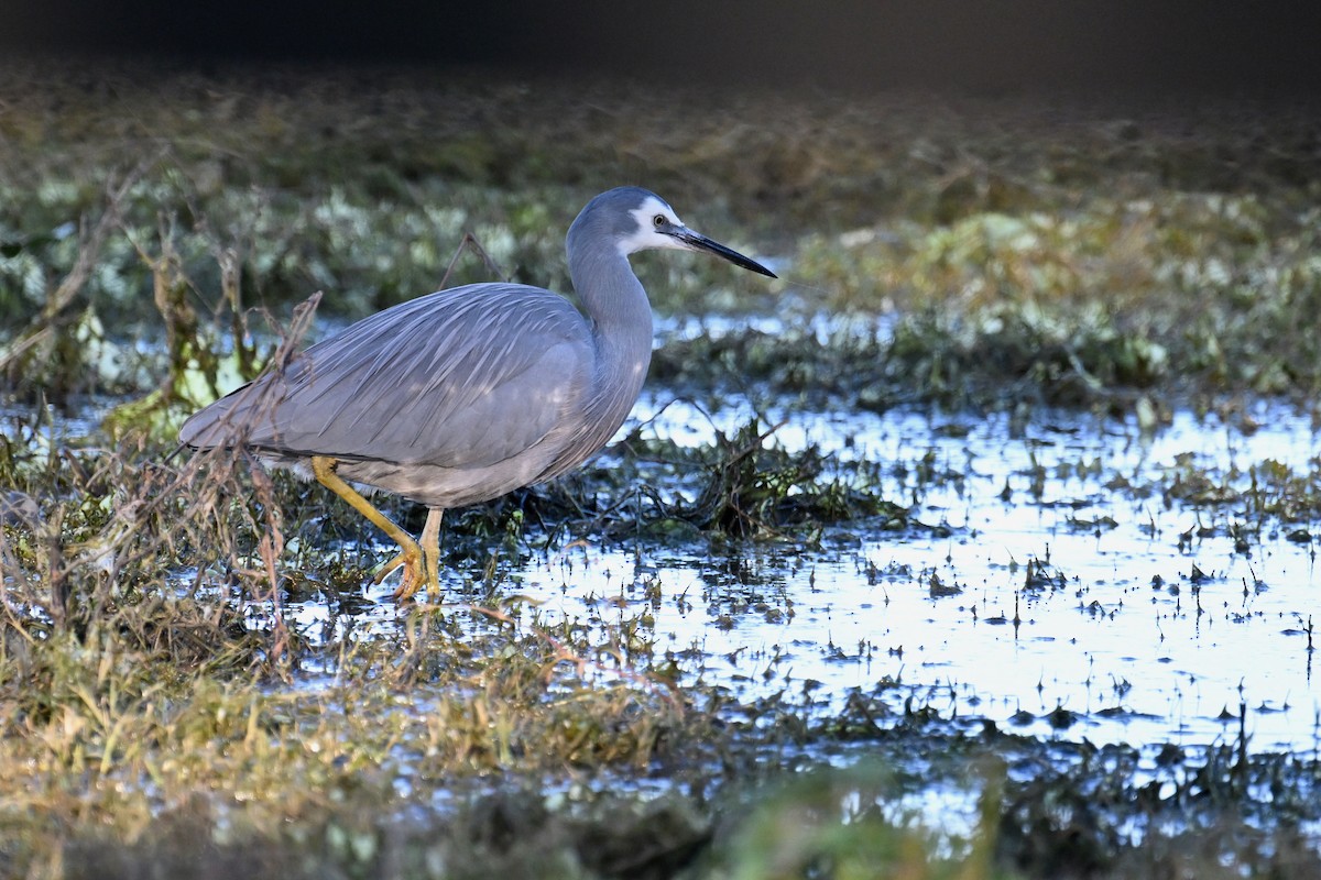 hvitmaskehegre - ML638015849