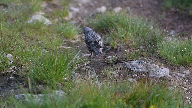 Alpine Accentor - ML638015855