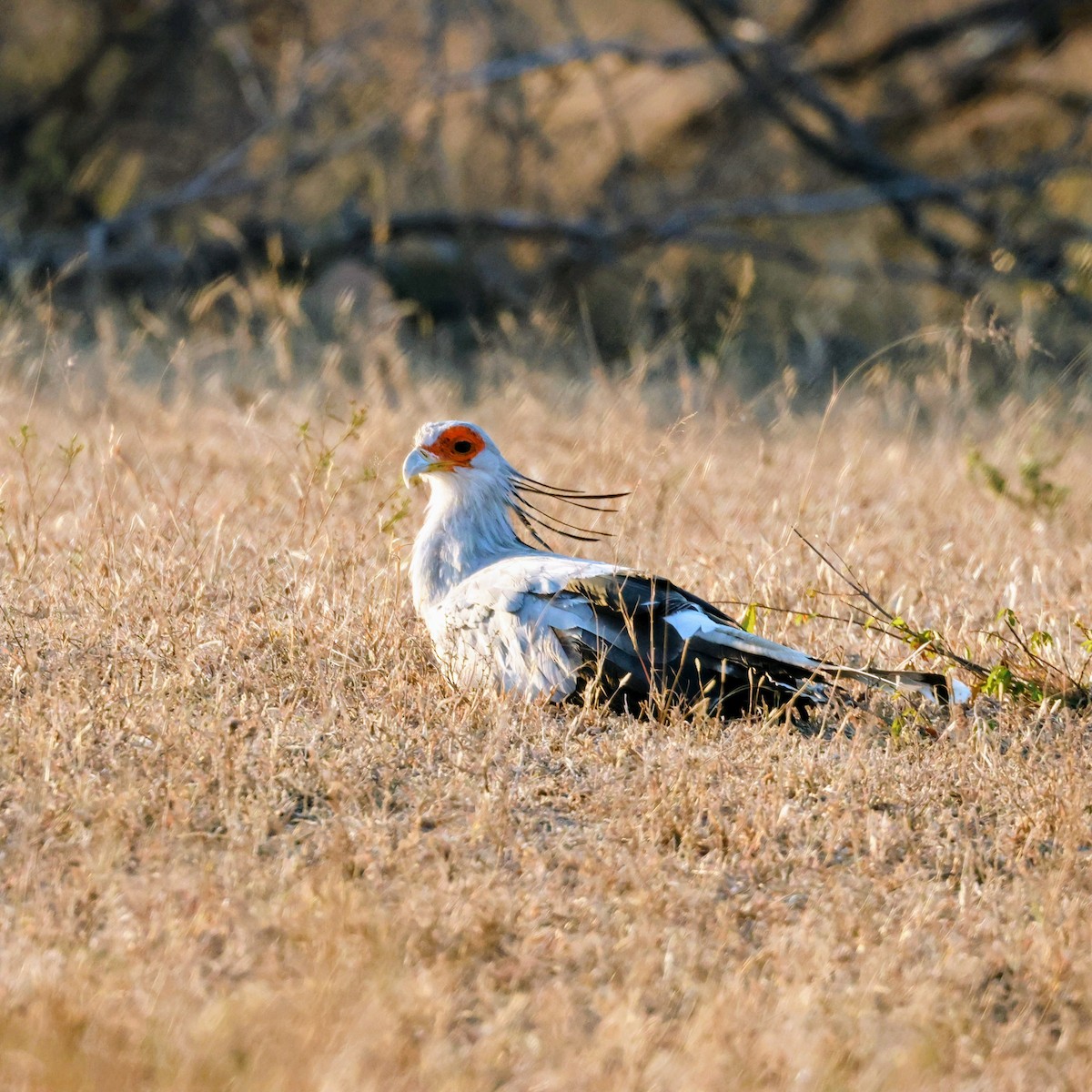 Secretarybird - ML638015862