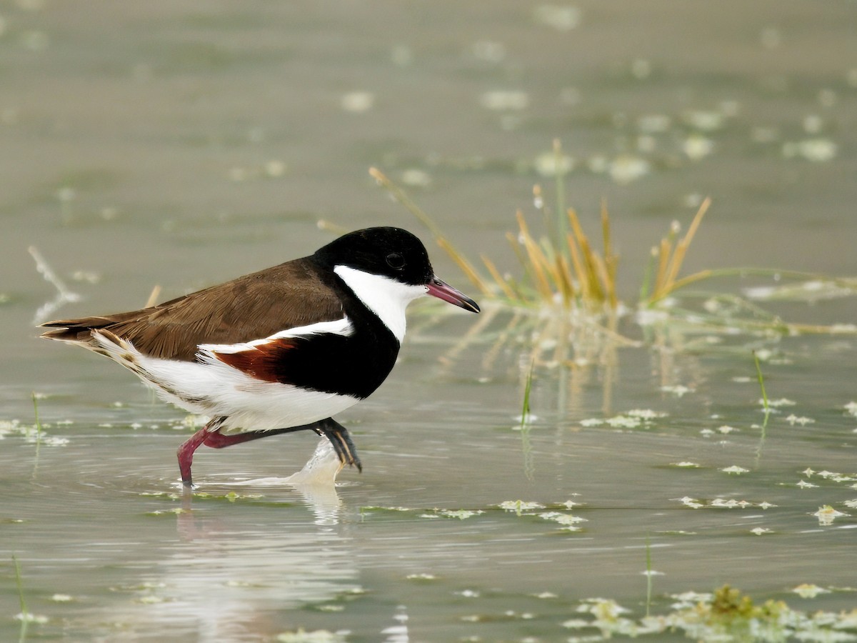 Red-kneed Dotterel - ML638015929