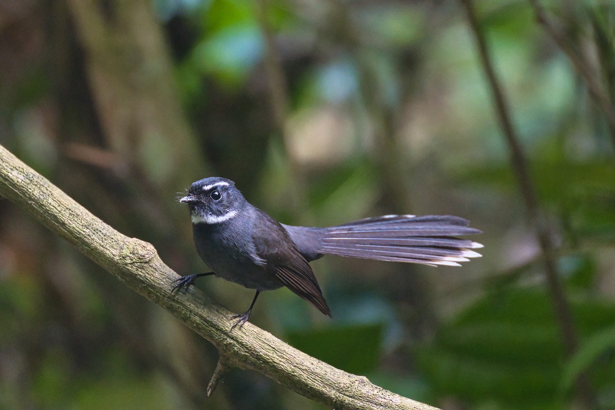 White-throated Fantail - ML638015981