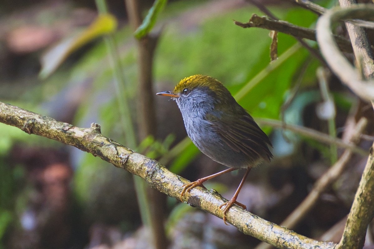 Slaty-bellied Tesia - ML638015986