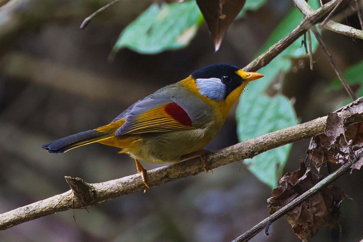 Silver-eared Mesia - ML638016011