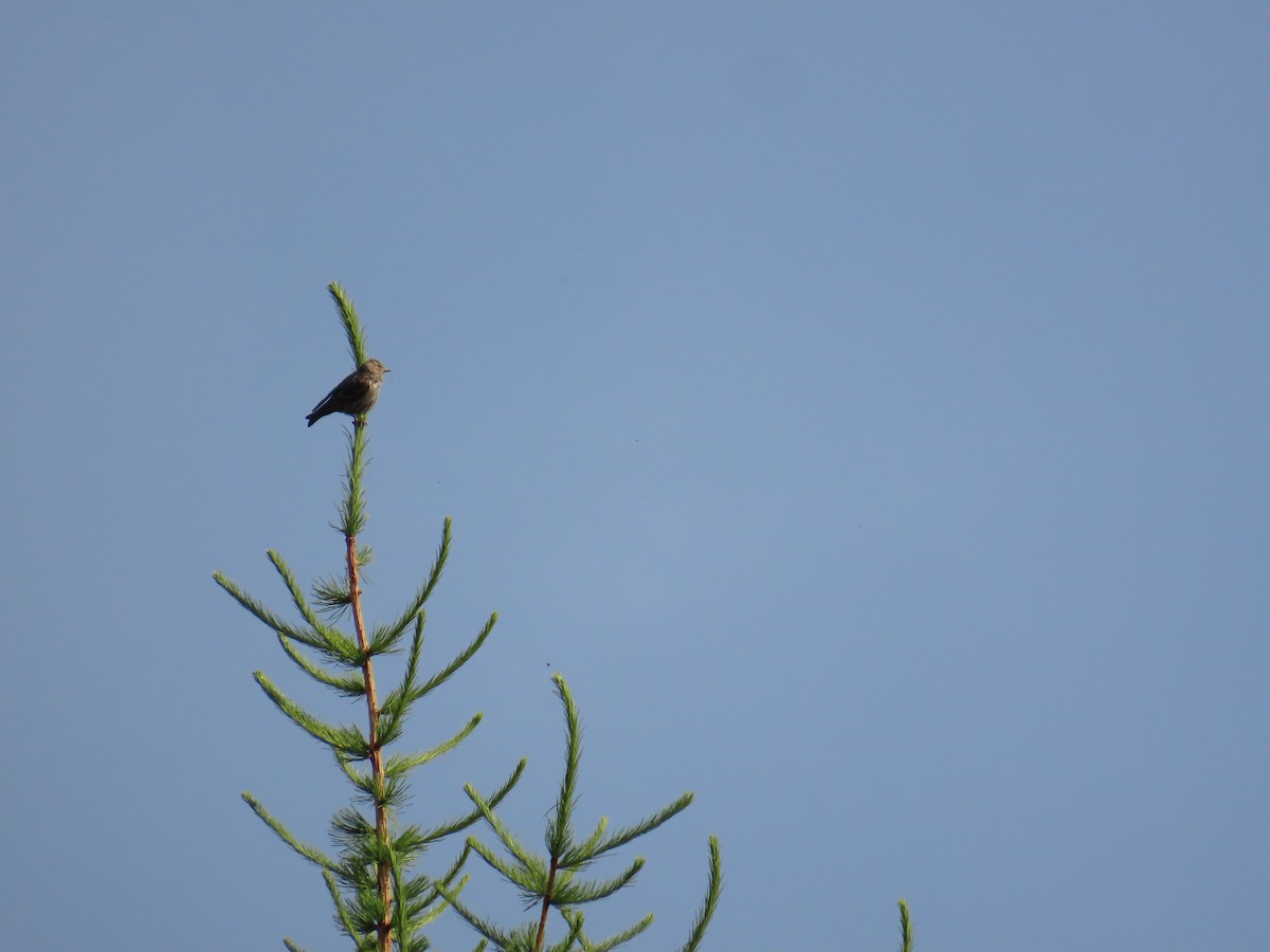 Pine Siskin - ML638016018