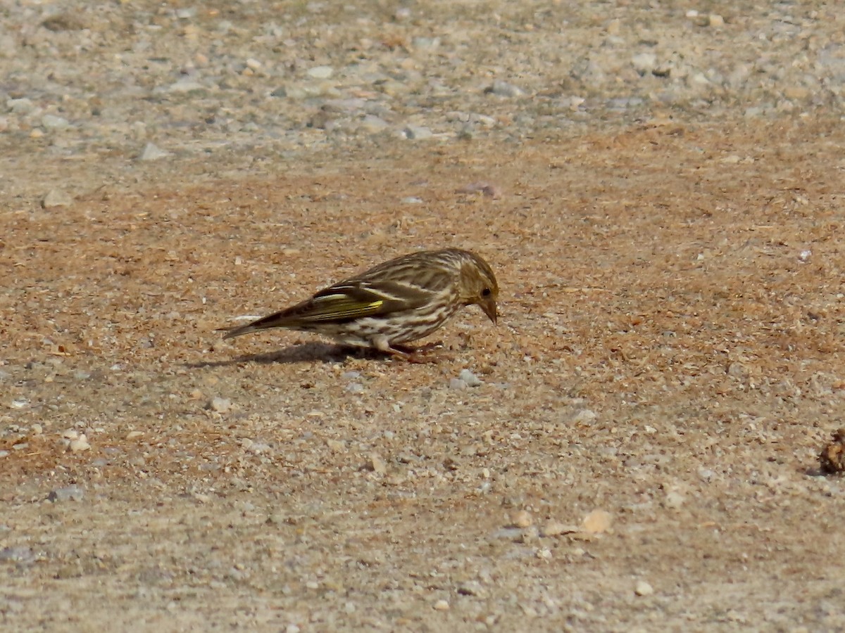 Pine Siskin - ML638016019