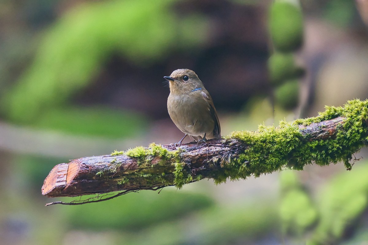 Small Niltava - ML638016020