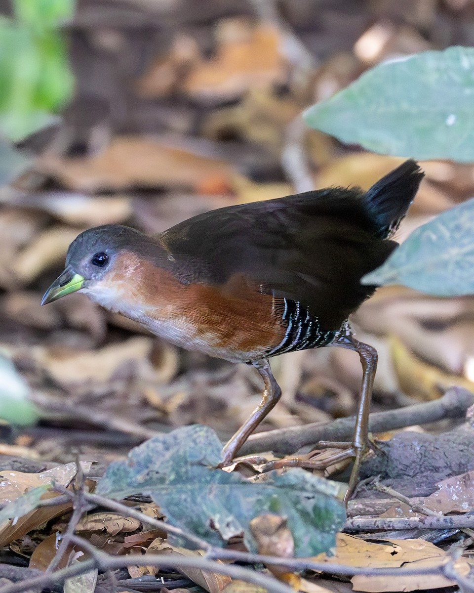 Rufous-sided Crake - ML638016054