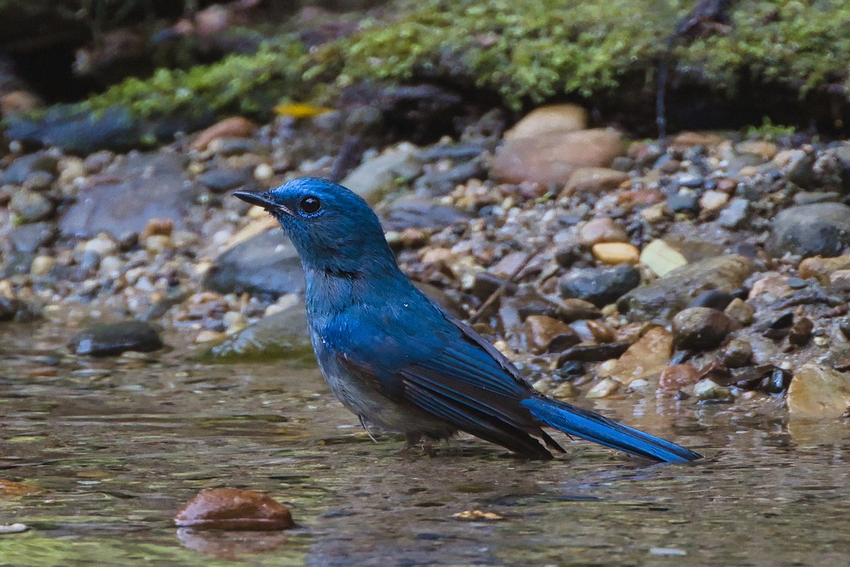 Pale Blue Flycatcher - ML638016058