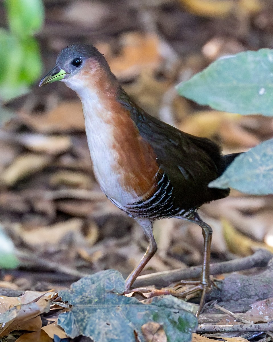 Rufous-sided Crake - ML638016059