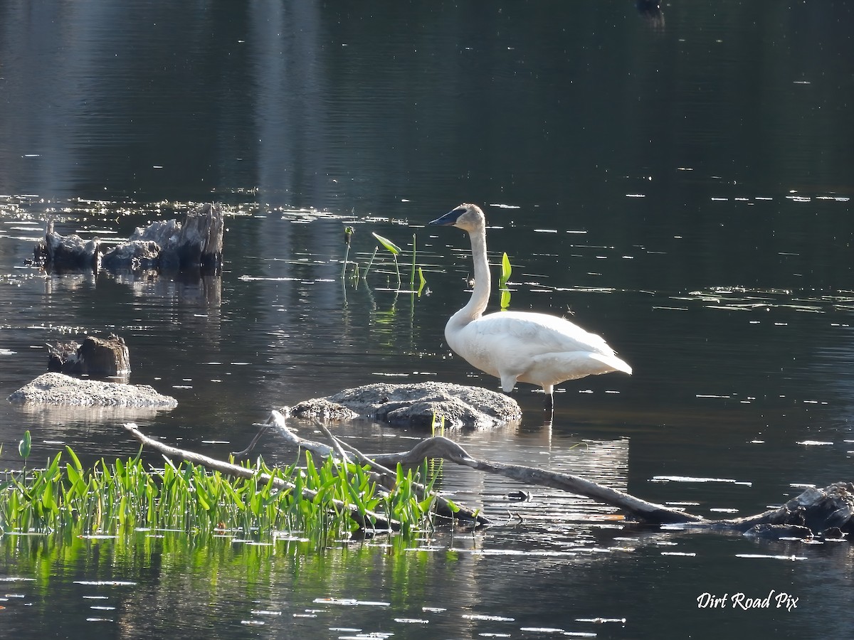 Trumpeter Swan - ML638016065