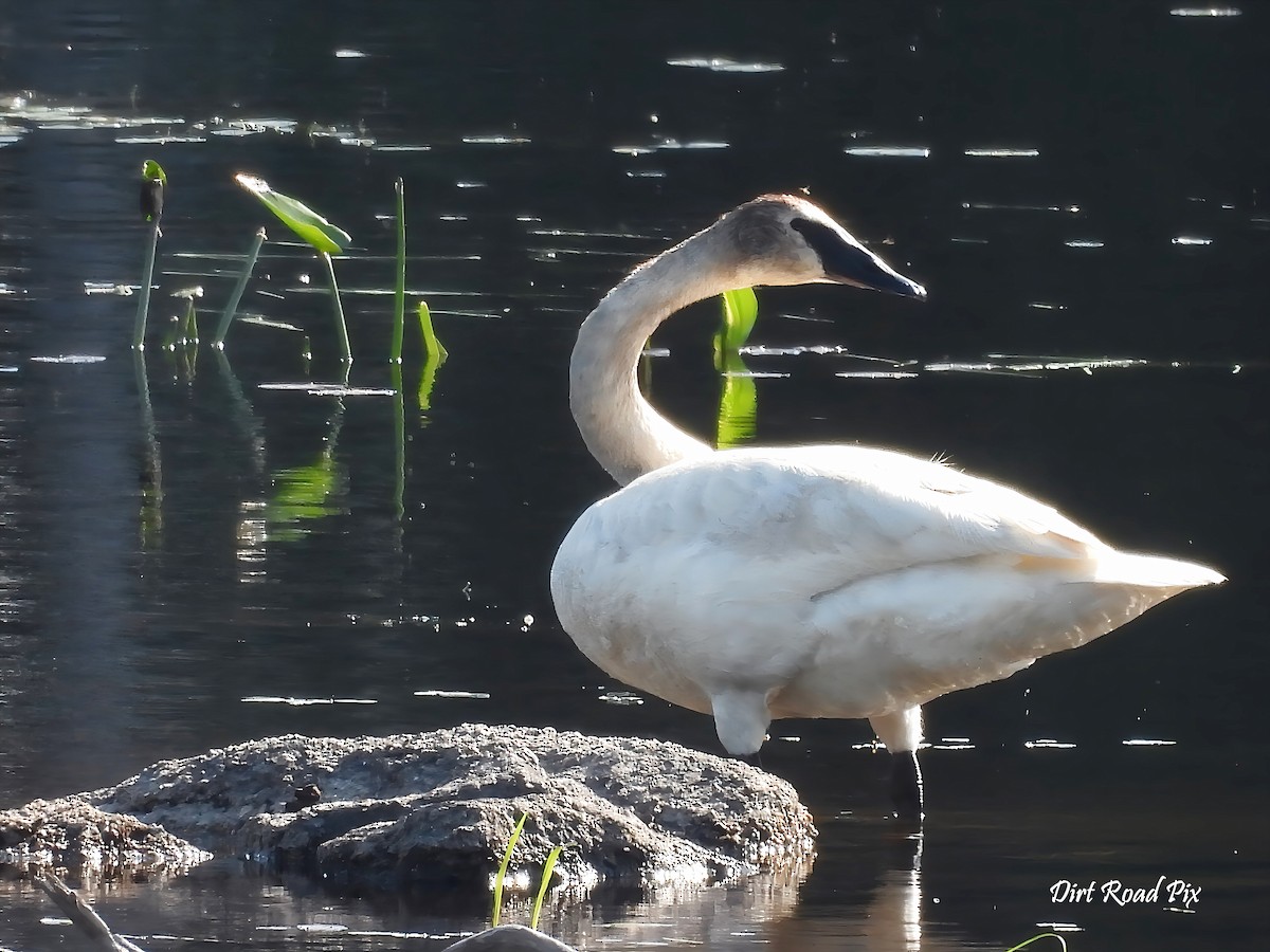 Trumpeter Swan - ML638016066