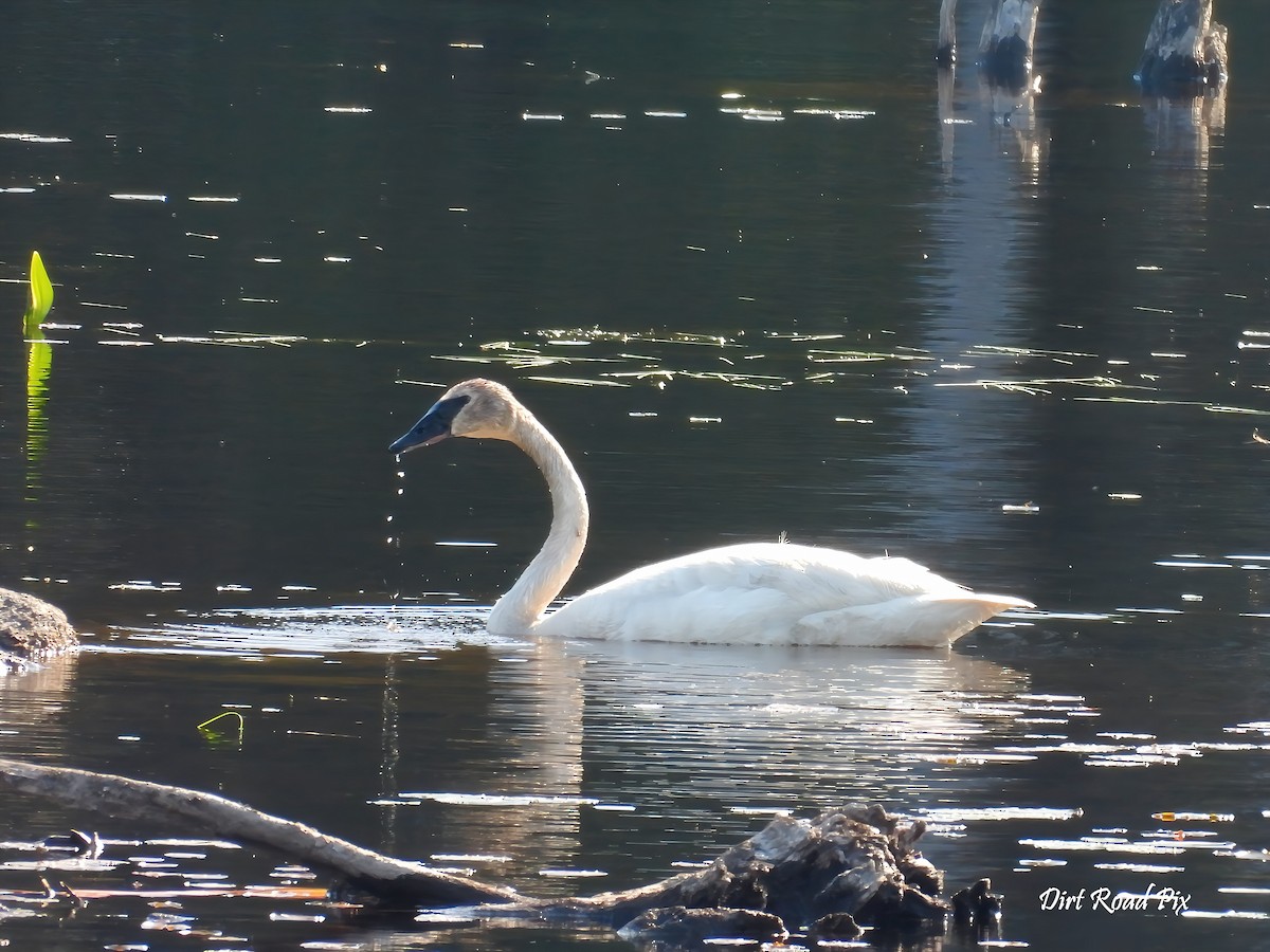 Trumpeter Swan - ML638016067