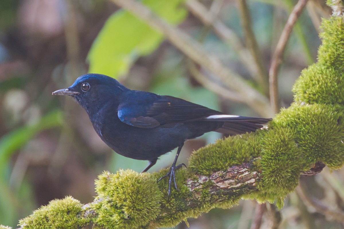 White-tailed Robin - ML638016077
