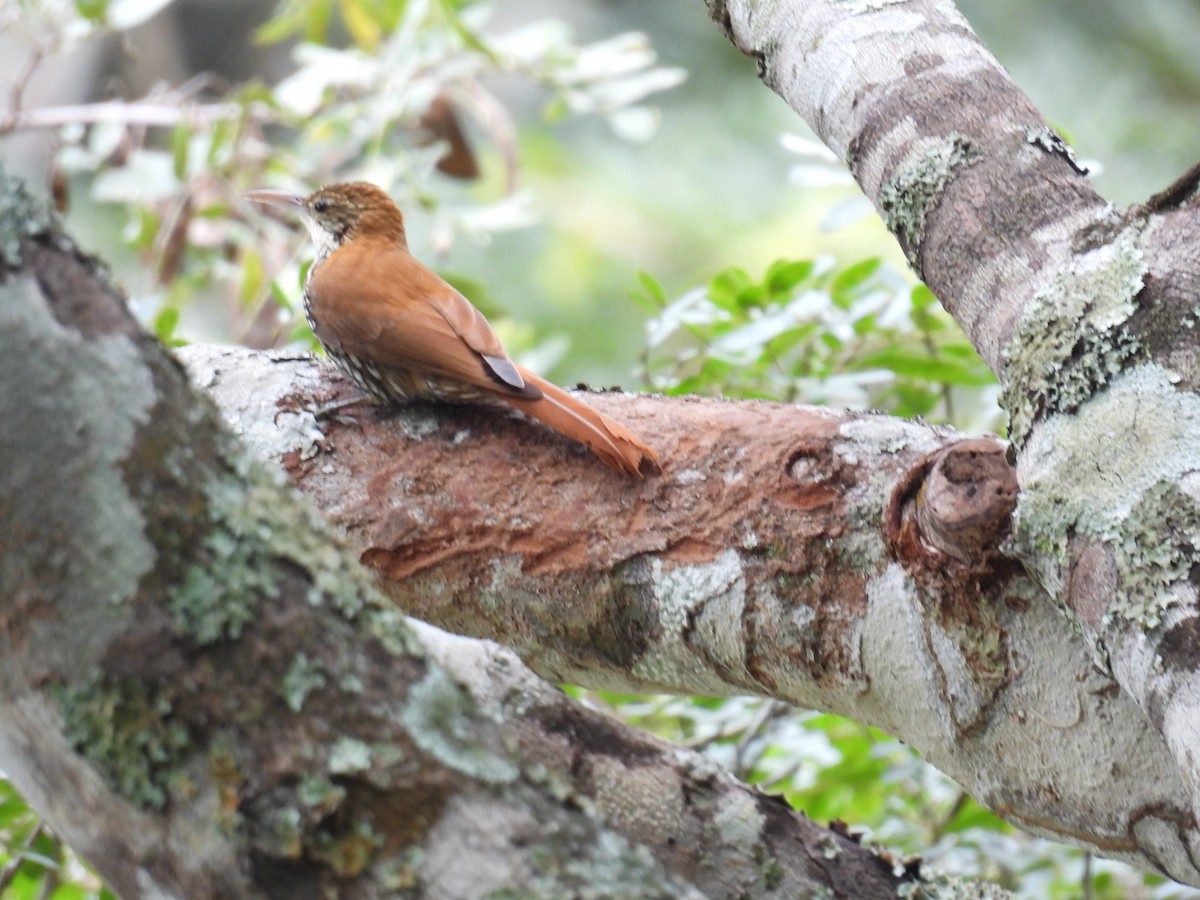 Scaled Woodcreeper (Scaled) - ML638016103