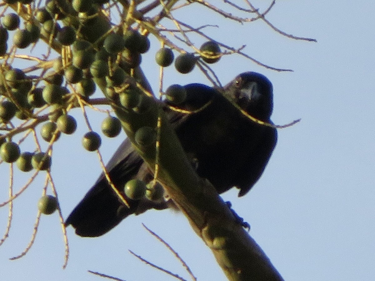 Sulawesi Crow - ML638016106
