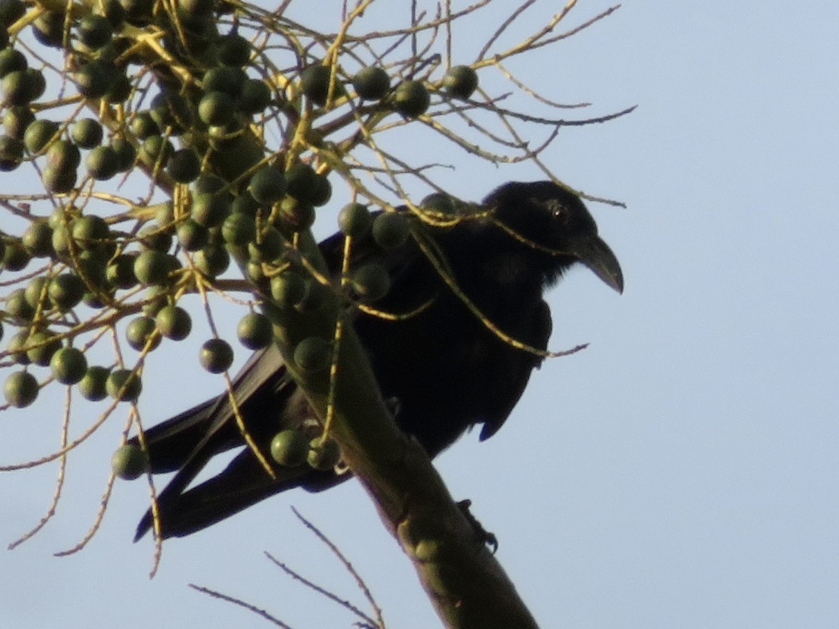 Sulawesi Crow - ML638016107