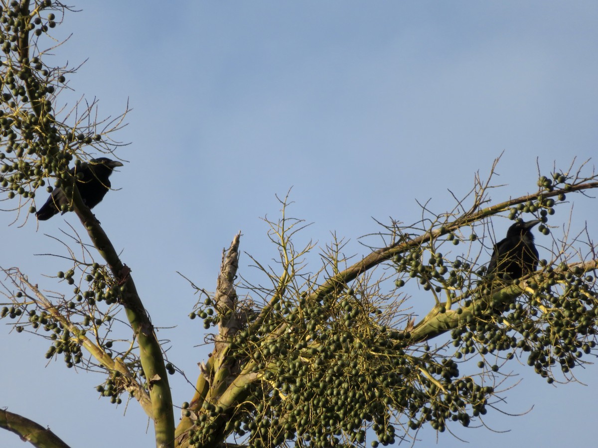 Sulawesi Crow - ML638016108