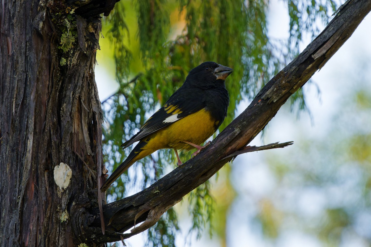 White-winged Grosbeak - ML638016121