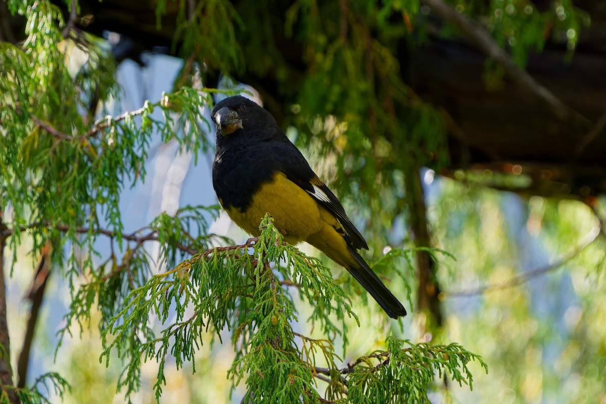White-winged Grosbeak - ML638016122