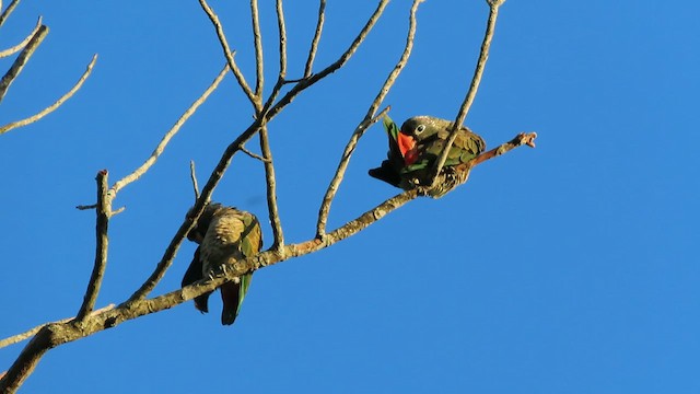 Red-billed Parrot - ML638016150
