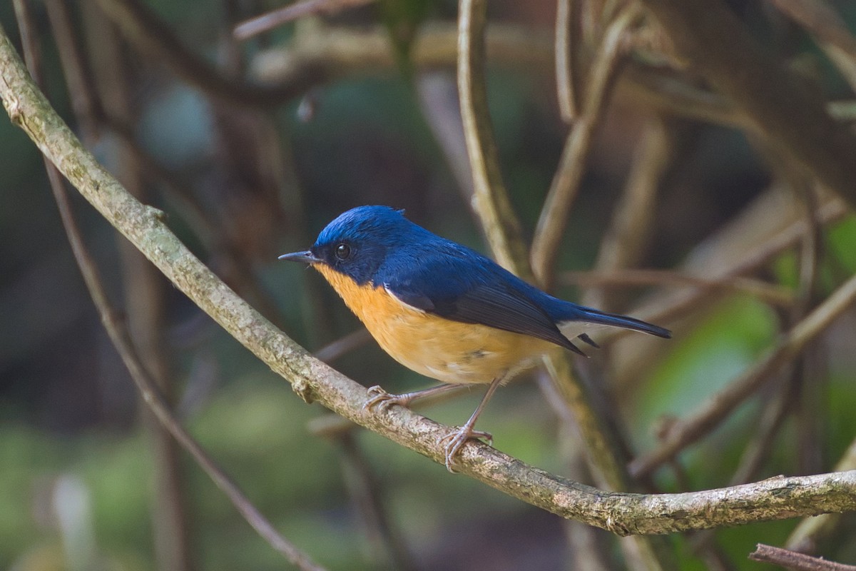 Pygmy Flycatcher - ML638016191