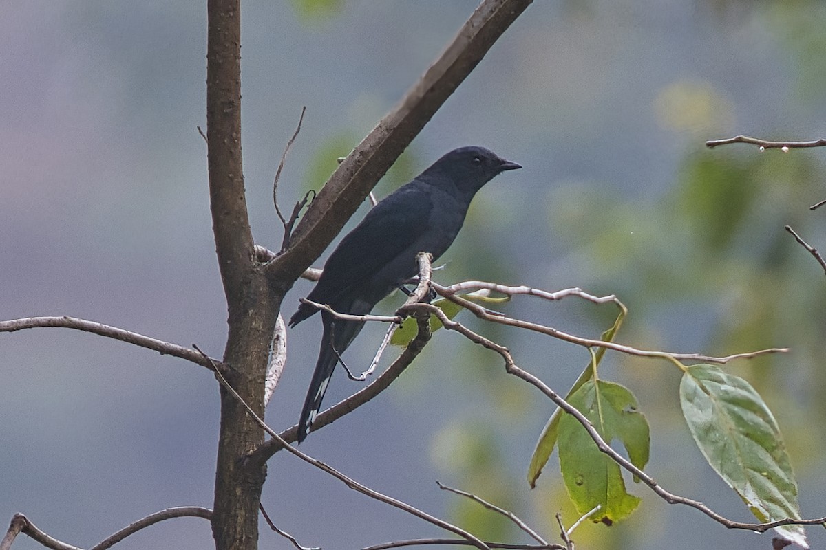 Asian Fairy-bluebird - ML638016200