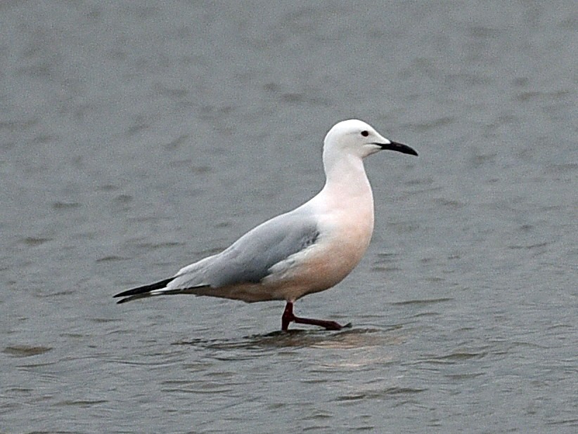 Slender-billed Gull - ML638016238