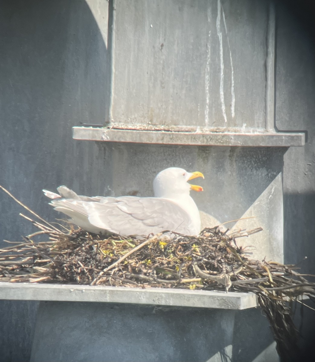 Glaucous-winged Gull - ML638016249