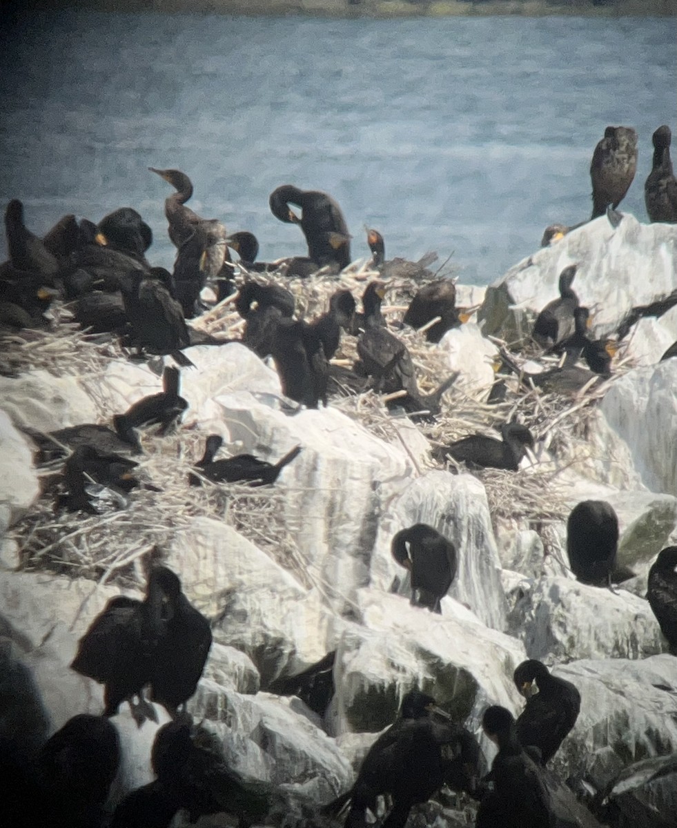 Double-crested Cormorant - ML638016272