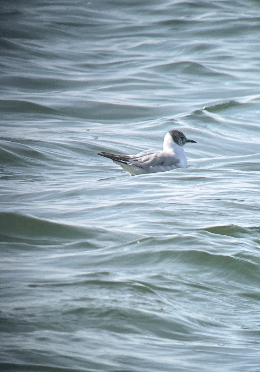 Bonaparte's Gull - ML638016279